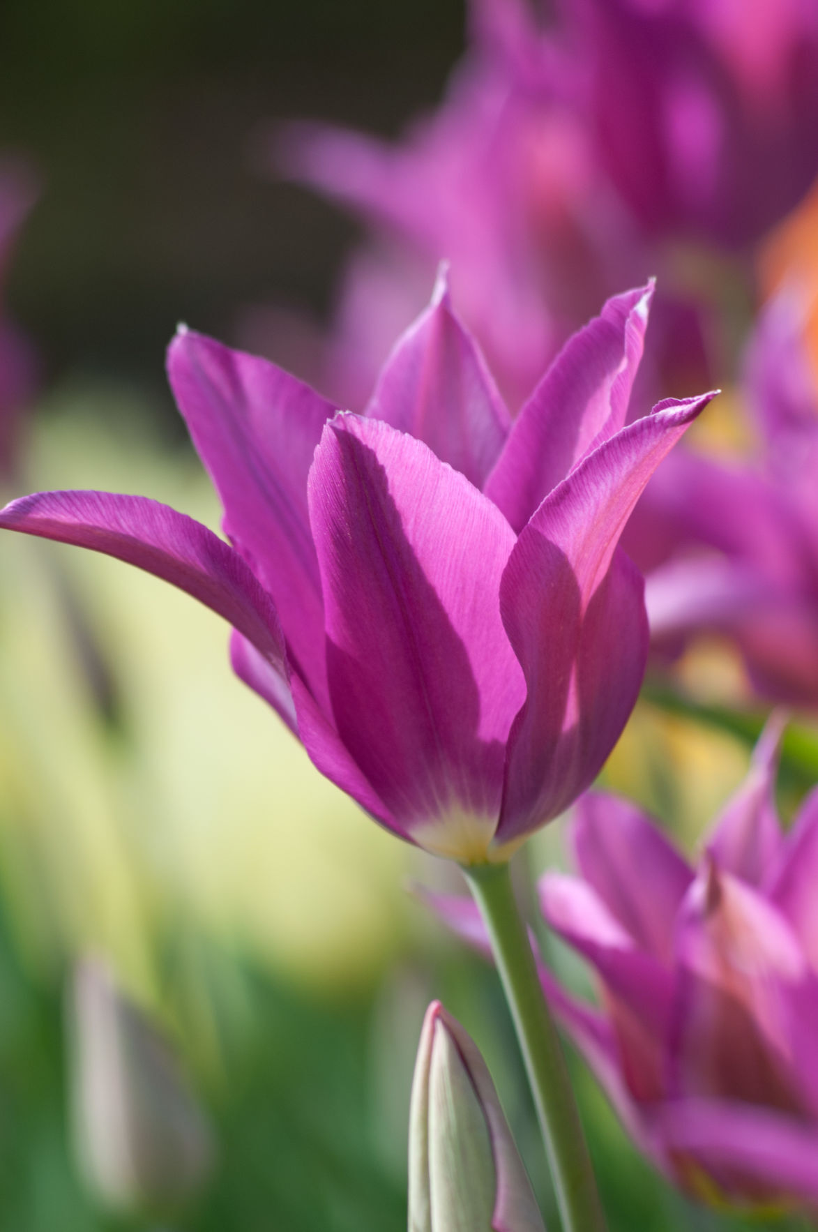 Tulip Yume No Murasaki'